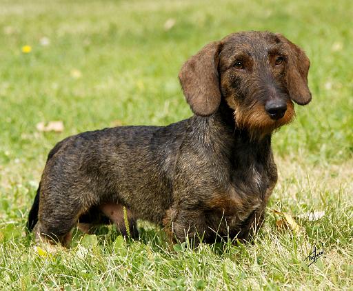 Dachshund 9Y813D-096.JPG